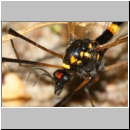 Nephrotoma crocata - Gelbbindige Schnake m01b.jpg